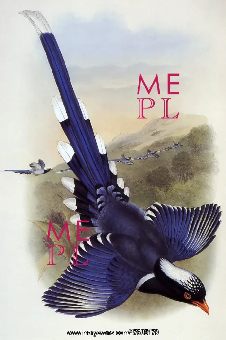  : Blue Magpie