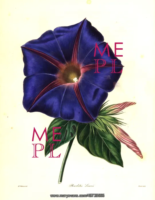: Blue morning glory, Ipomoea indica : Blue morning glory, Ipomoea indica
