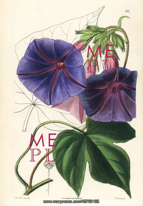 : Blue morning glory, Ipomoea indica : Blue morning glory, Ipomoea indica