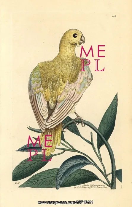 : Blue parakeet, Psittacus pallidus, extinct : Blue parakeet, Psittacus pallidus, extinct