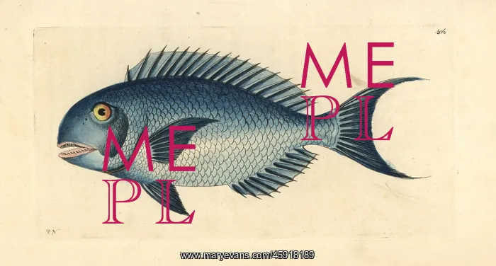 : Blue parrotfish, Scarus coeruleus : Blue parrotfish, Scarus coeruleus