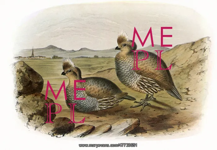  : Blue Partridge, Callipepla squamata