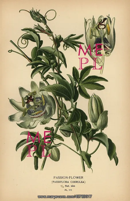 : Blue passion-flower, Passiflora caerulea : Blue passion-flower, Passiflora caerulea