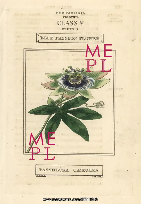 : Blue passionflower, Passiflora caerulea : Blue passionflower, Passiflora caerulea
