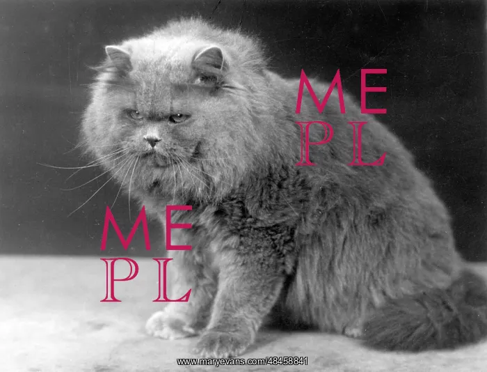 : BLUE PERSIAN CAT : BLUE PERSIAN CAT