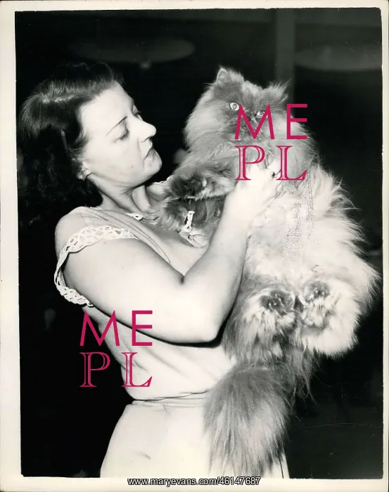 : Blue Persian cat, Priory Adonis, prizewinner, London : Blue Persian cat, Priory Adonis, prizewinner, London