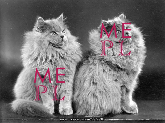 : TWO BLUE PERSIAN CATS : TWO BLUE PERSIAN CATS