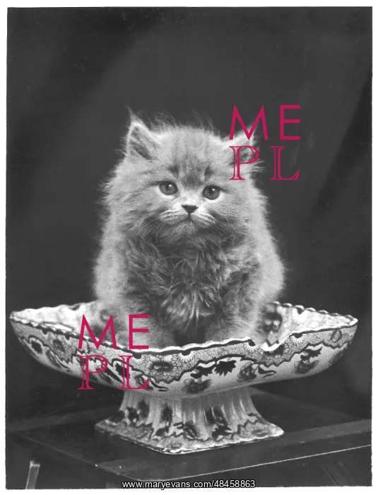 : BLUE PERSIAN KITTEN / 1936 : BLUE PERSIAN KITTEN / 1936