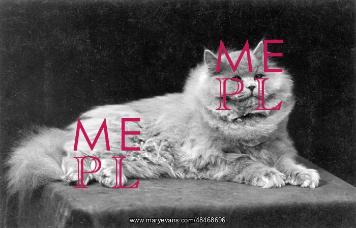  : BLUE PERSIAN LYING
