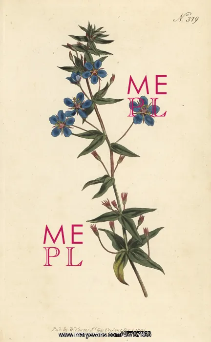 : Blue pimpernel, Lysimachia monelli : Blue pimpernel, Lysimachia monelli