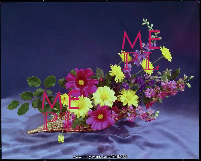 : Blue and pink larkspur and single chrysanthemums : Blue and pink larkspur and single chrysanthemums