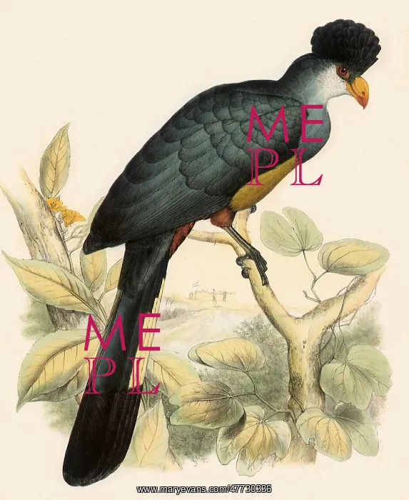  : Blue Plantain-eater, Corythaeola cristata