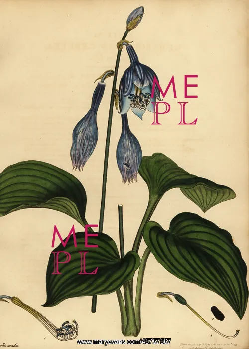 : Blue plantain lily, Hosta ventricosa : Blue plantain lily, Hosta ventricosa