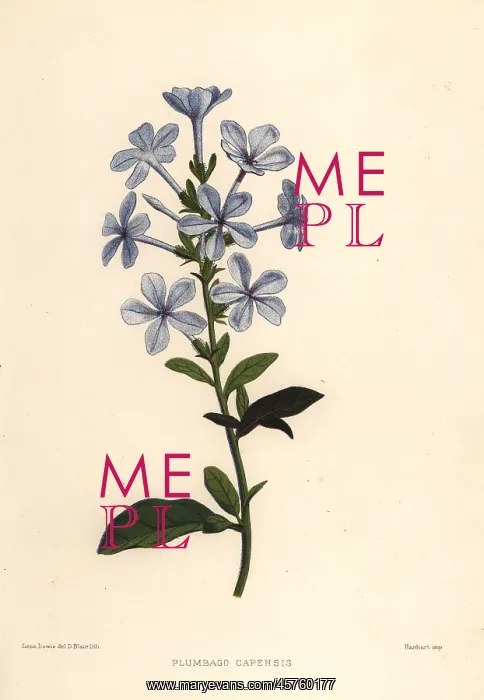 : Blue plumbago, Plumbago auriculata : Blue plumbago, Plumbago auriculata