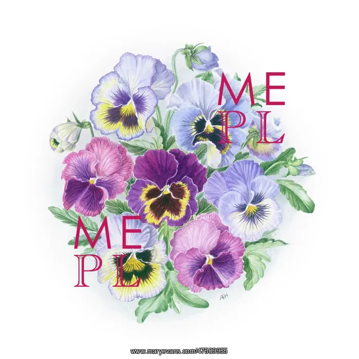  : Blue, purple and pink Pansies