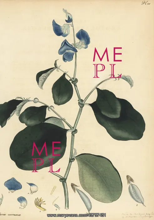 : Blue rattlepod, Crotalaria verrucosa : Blue rattlepod, Crotalaria verrucosa