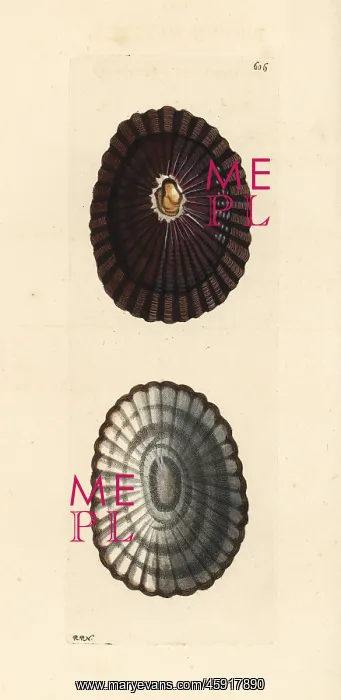 : Blue-rayed limpet, Patella pellucida : Blue-rayed limpet, Patella pellucida
