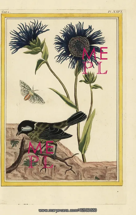 : Blue safflower, Carthamus caeruleus : Blue safflower, Carthamus caeruleus