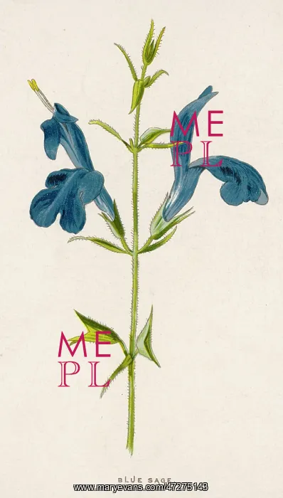 : BLUE SAGE