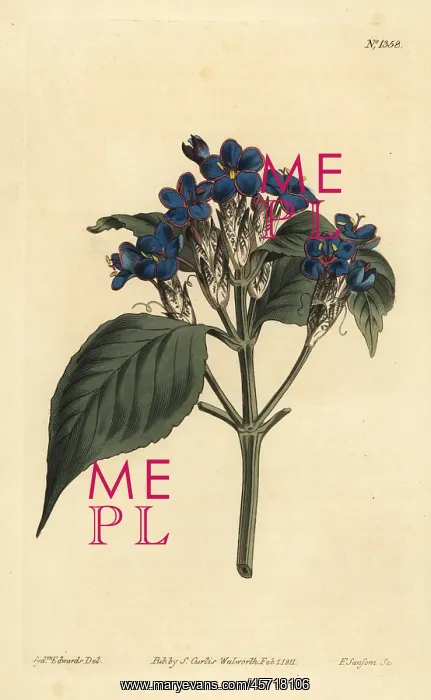 : Blue sage, Eranthemum pulchellum : Blue sage, Eranthemum pulchellum