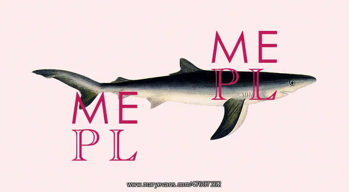  : Blue Shark