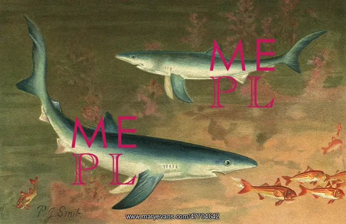 : Two Blue Sharks