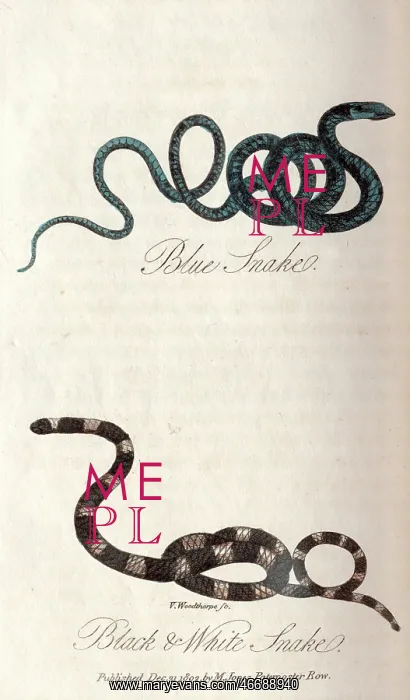 : Blue snake and Black and white snake : Blue snake and Black and white snake