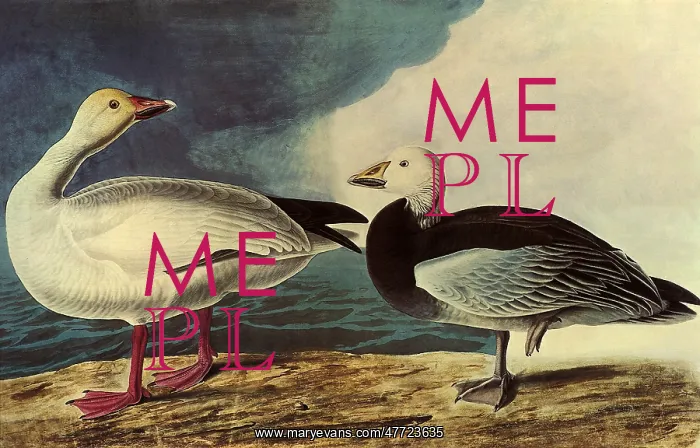  : Blue and Snow Geese