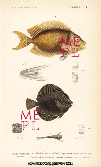 : Blue-spotted spinefoot and spotted tang : Blue-spotted spinefoot and spotted tang