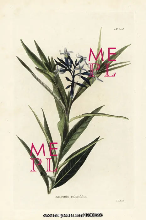 : Blue star, Amsonia tabernaemontana var. salicifolia : Blue star, Amsonia tabernaemontana var. salicifolia