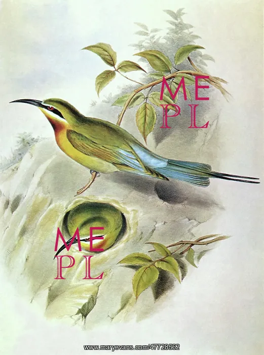  : Blue-tailed Bee-eater, Merops philippinus