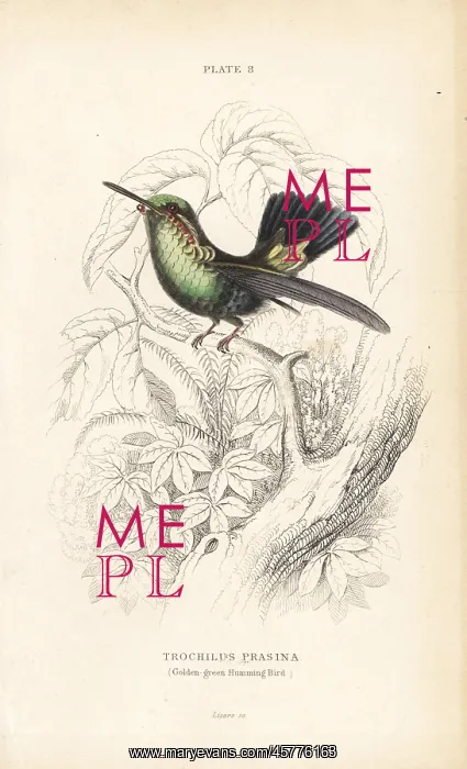 : Blue-tailed emerald, Chlorostilbon mellisugus : Blue-tailed emerald, Chlorostilbon mellisugus