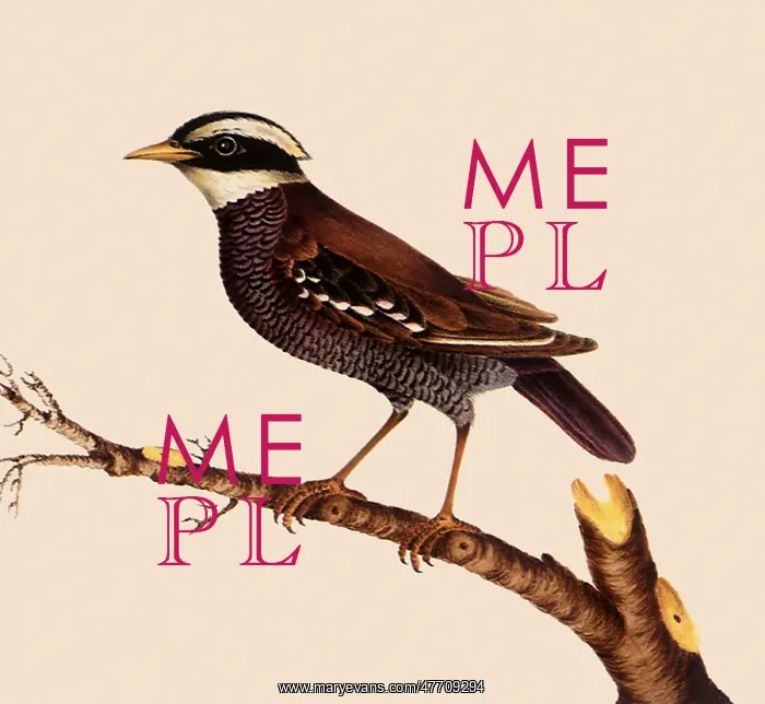 : Blue-Tailed Thrush
