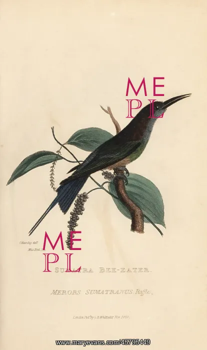 : Blue-throated bee-eater, Merops viridis viridis : Blue-throated bee-eater, Merops viridis viridis