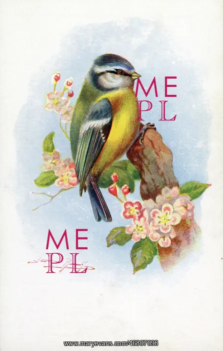 : Blue Tit : Blue Tit