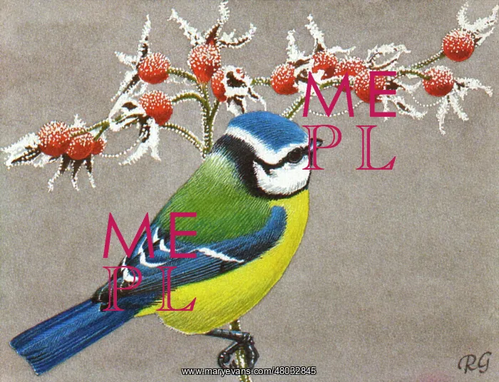 : Blue tit(Cyanistes caeruleus or Parus caeruleus) : Blue tit(Cyanistes caeruleus or Parus caeruleus)
