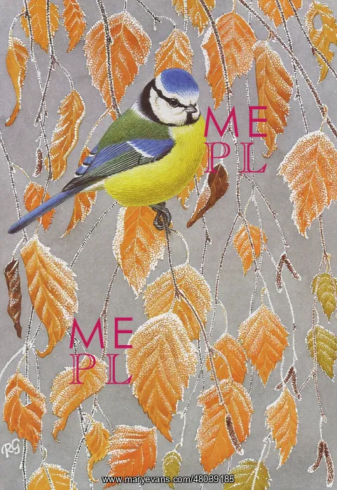 : Blue Tit perched on the frosty branches of a tree : Blue Tit perched on the frosty branches of a tree
