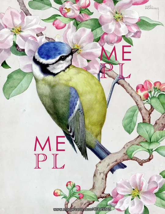  : Blue tit on apple blossom
