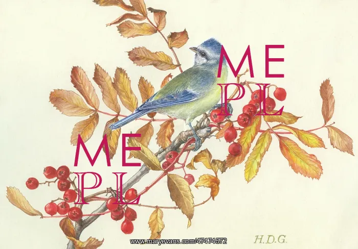  : Blue Tit on autumn leaves and berries