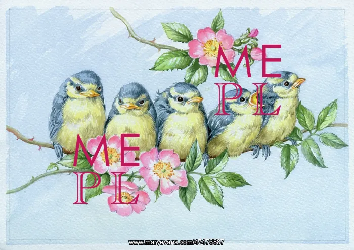 : Five Blue Tit Babies ? on apple blossom : Five Blue Tit Babies ? on apple blossom