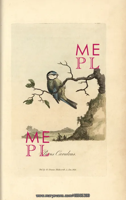 : Blue tit, blue titmouse, Parus caeruleus, Cyanistes : Blue tit, blue titmouse, Parus caeruleus, Cyanistes