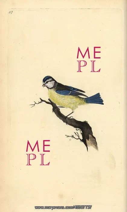 : Blue tit, Cyanistes caeruleus : Blue tit, Cyanistes caeruleus