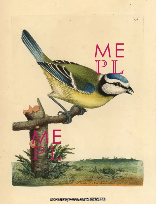: Blue tit, Cyanistes caeruleus : Blue tit, Cyanistes caeruleus