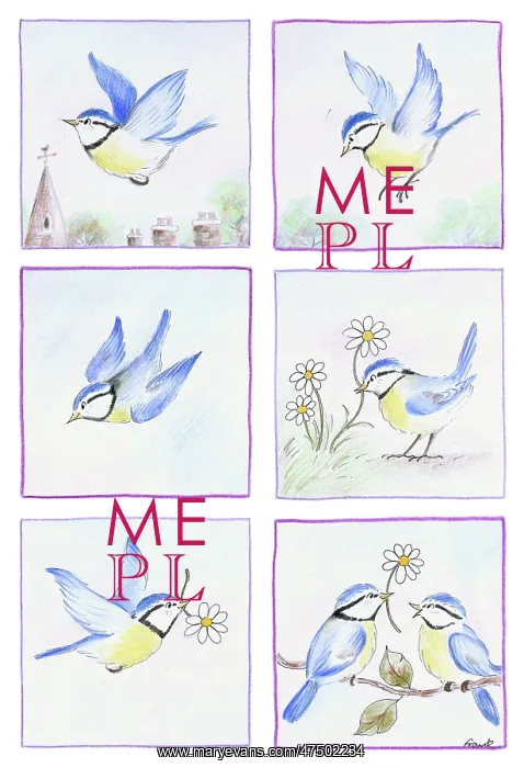: Blue tit with a daisy : Blue tit with a daisy