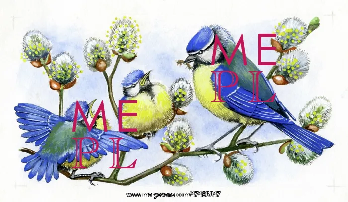  : Blue tit with two fledglings