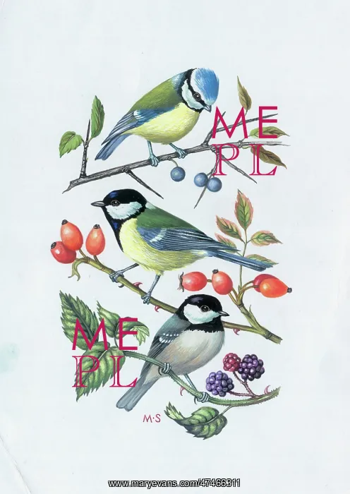 : Blue Tit, Great Tit and Coal Tit : Blue Tit, Great Tit and Coal Tit