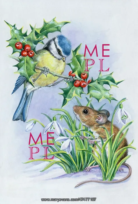 : Blue tit on holly, woodmouse with snowdrops : Blue tit on holly, woodmouse with snowdrops