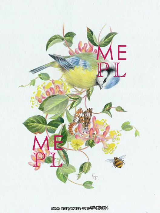  : Blue Tit on Honeysuckle with butterfly and bee