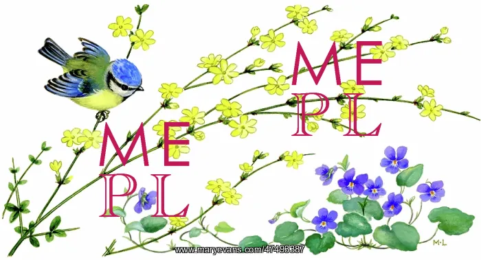  : Blue tit on jessamine branch, with violets