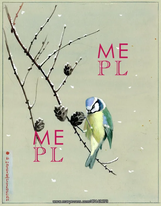  : Blue Tit on a Larch Spray